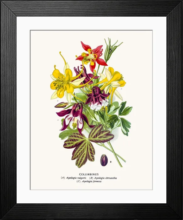 Framed Print : Columbine flowers Framed Print : Columbine flowers