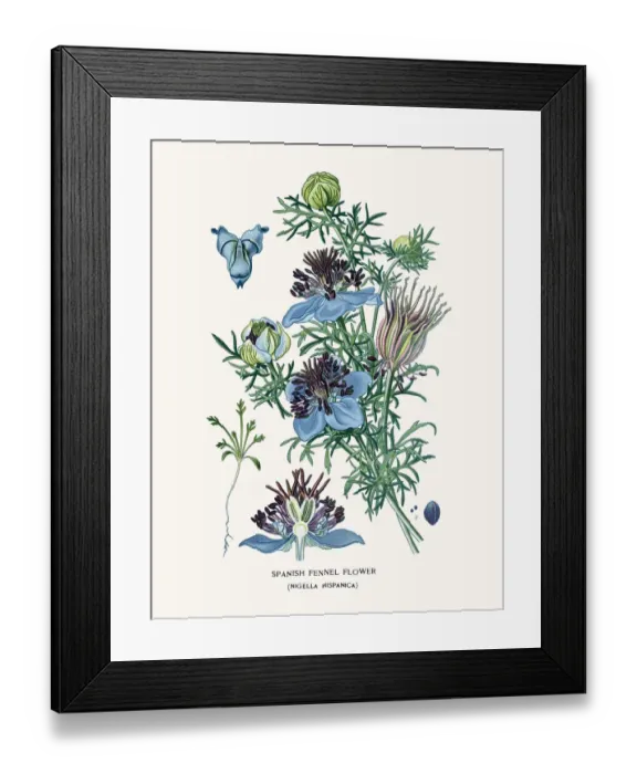 Framed Print : Spanish Fennel Flower Framed Print : Spanish Fennel Flower