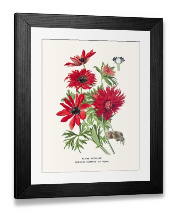 Framed Print : Flame anemone Framed Print : Flame anemone