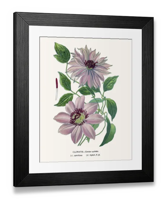 Framed Print : Clematis. Photo of an original Fine Lithograph Framed Print : Clematis. Photo of an original Fine Lithograph