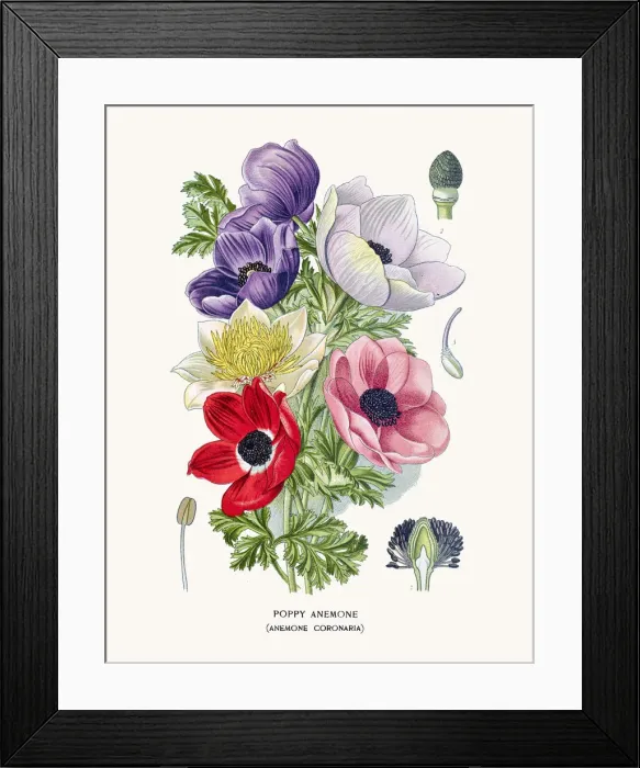 Framed Print : Poppy anemone Framed Print : Poppy anemone