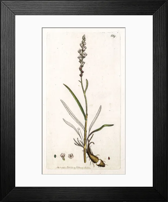 Framed Print : Alpine bistort Framed Print : Alpine bistort