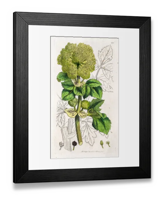 Framed Print : Alexanders plant much appreciated by horses Framed Print : Alexanders plant much appreciated by horses