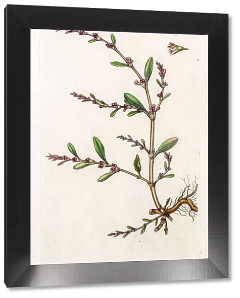 Knotgrass. Photo of an original Antique Copper Plate Published 1798-1810 by James Sowerby