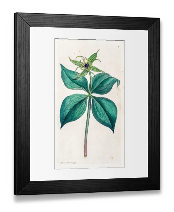 Framed Print : Herb-paris deadly poisonous plant Framed Print : Herb-paris deadly poisonous plant