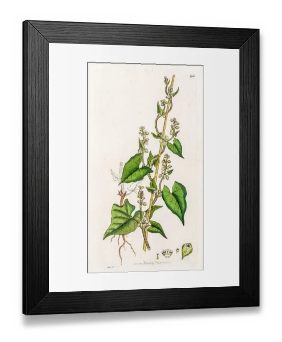 Framed Print : Climbing buckwheat Framed Print : Climbing buckwheat