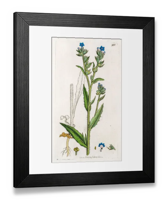 Framed Print : Small bugloss Framed Print : Small bugloss