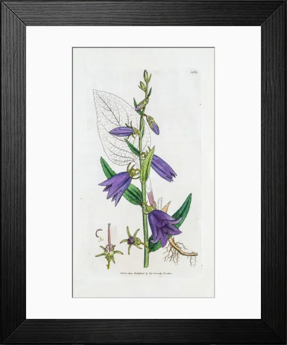 Framed Print : Campanula bell flower Framed Print : Campanula bell flower