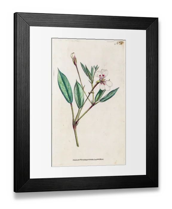 Framed Print : Geranium plant Framed Print : Geranium plant