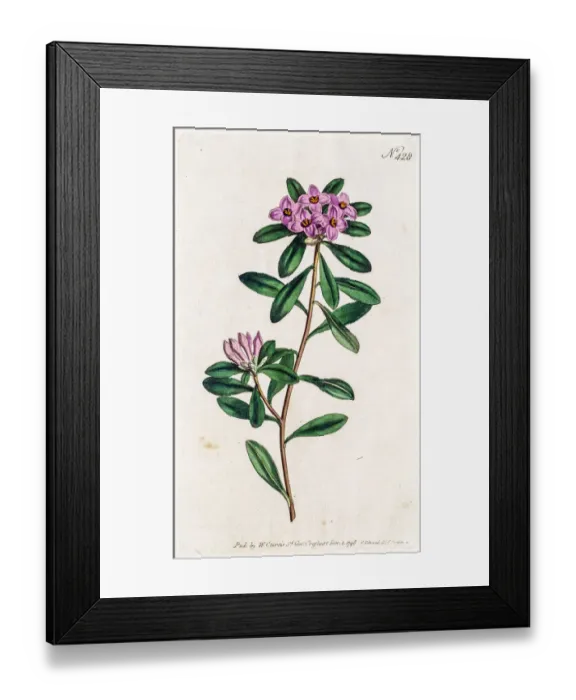 Framed Print : Daphne collina plant Framed Print : Daphne collina plant