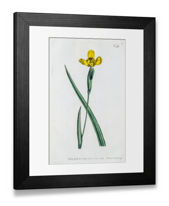 Framed Print : Yellow Iris flower Framed Print : Yellow Iris flower