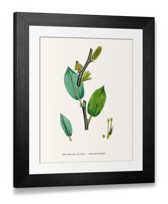 Framed Print : Willow tree Framed Print : Willow tree