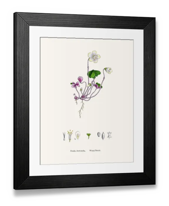 Framed Print : Wood sorrel plant Framed Print : Wood sorrel plant