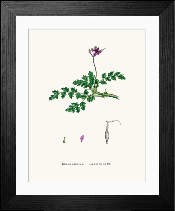 Framed Print : Storksbills plant Framed Print : Storksbills plant