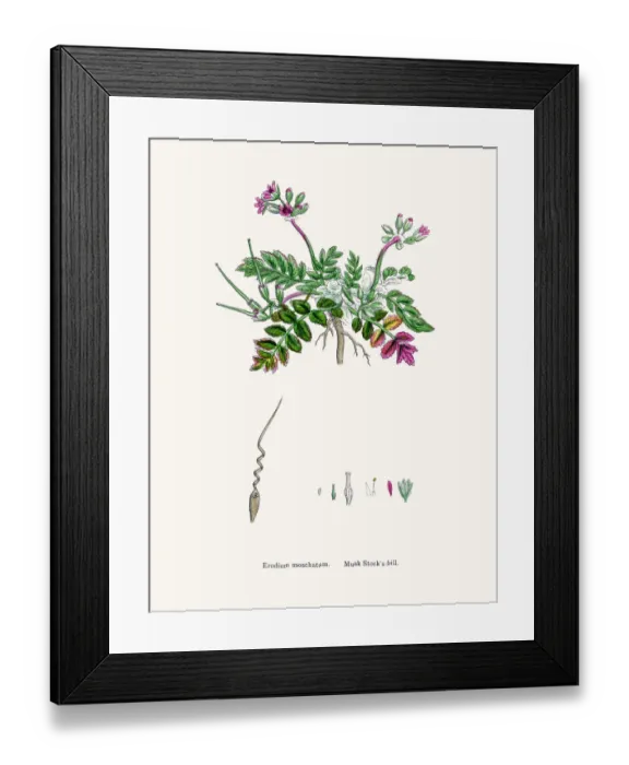 Framed Print : Storksbills plant Framed Print : Storksbills plant