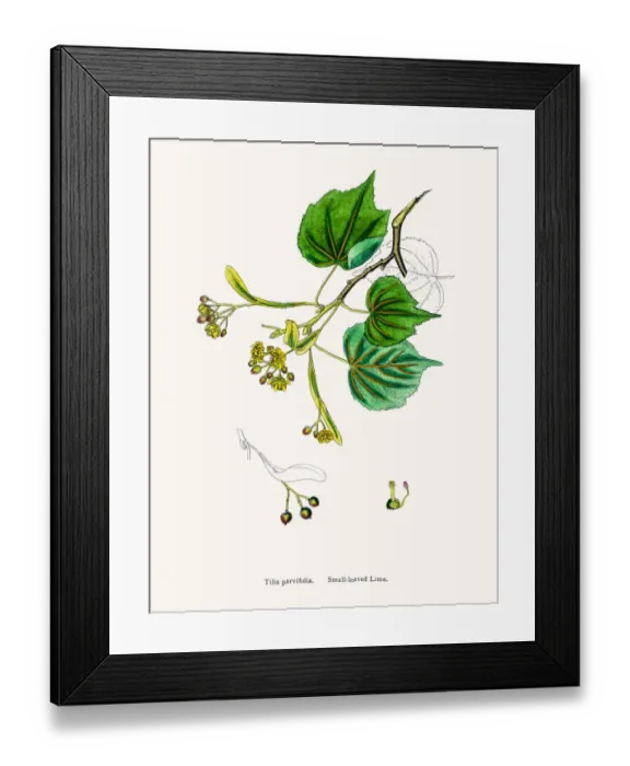 Framed Print : Lime (Basswood, Linden) tree flowers Framed Print : Lime (Basswood, Linden) tree flowers