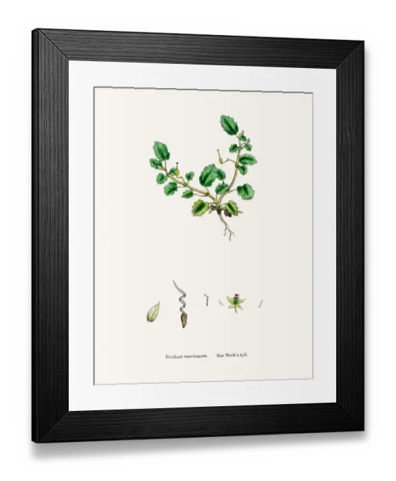 Framed Print : Storksbills plant Framed Print : Storksbills plant