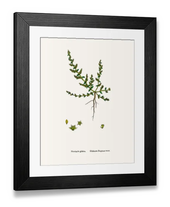 Framed Print : Rupturewort plant Framed Print : Rupturewort plant