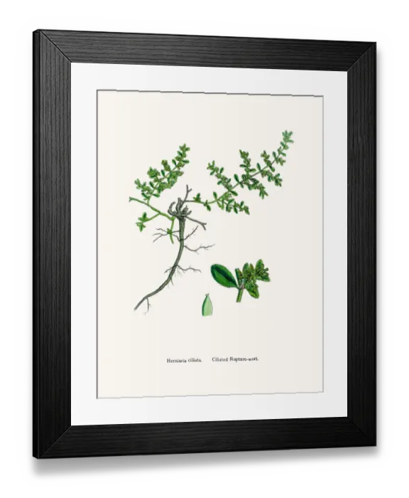 Framed Print : Rupturewort plant Framed Print : Rupturewort plant