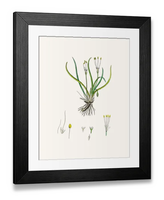 Framed Print : Littorella lacustris plant Framed Print : Littorella lacustris plant