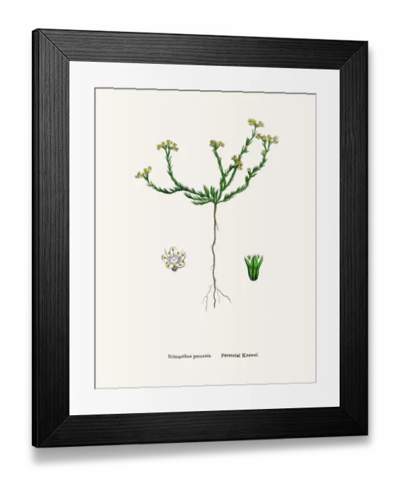 Framed Print : Knawels plant Framed Print : Knawels plant