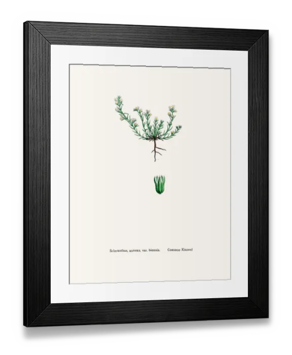 Framed Print : Knawels plant Framed Print : Knawels plant