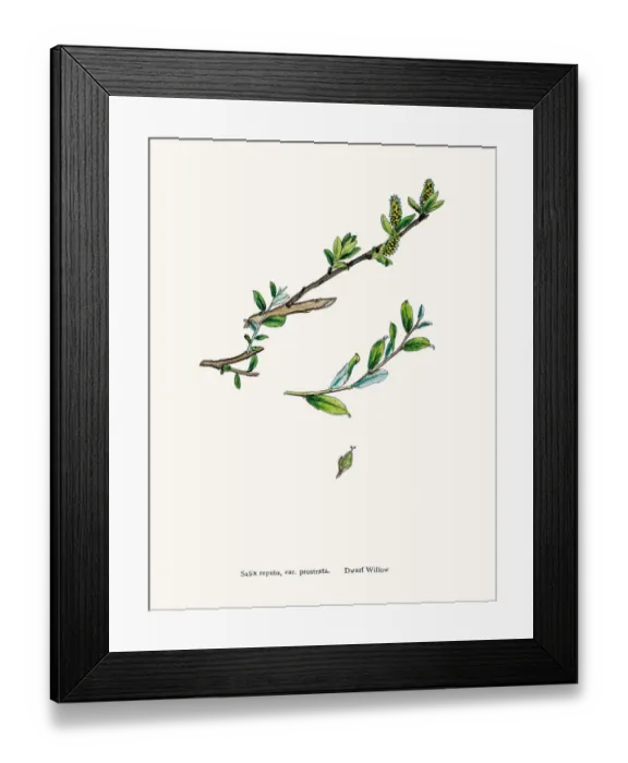 Framed Print : Willow tree Framed Print : Willow tree