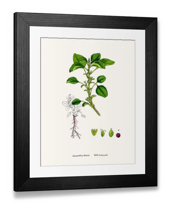 Framed Print : Amaranth plant Framed Print : Amaranth plant