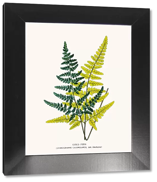 Gold fern. Photo of an original Fine Lithograph