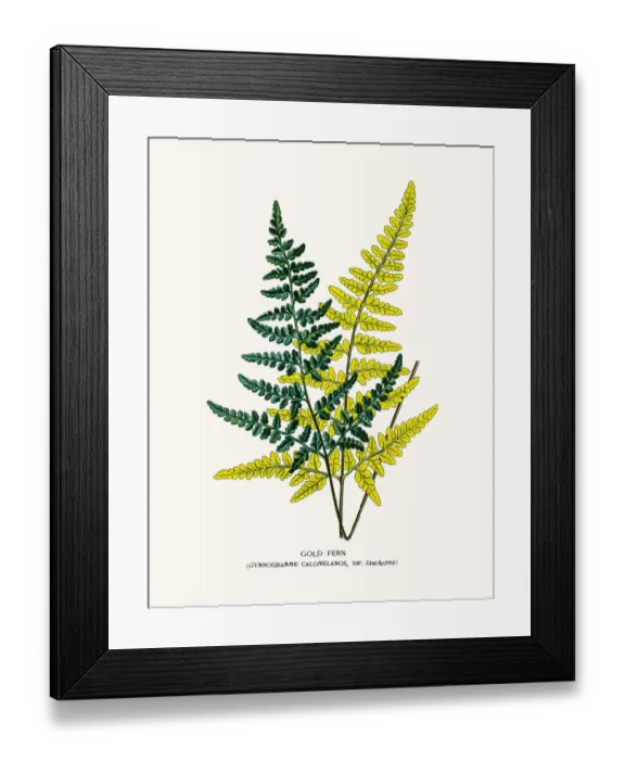 Framed Print : Gold fern. Photo of an original Fine Lithograph