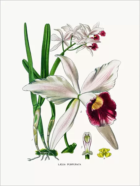 orchid. Photo of an original Fine Lithograph from the Favourite Flowers