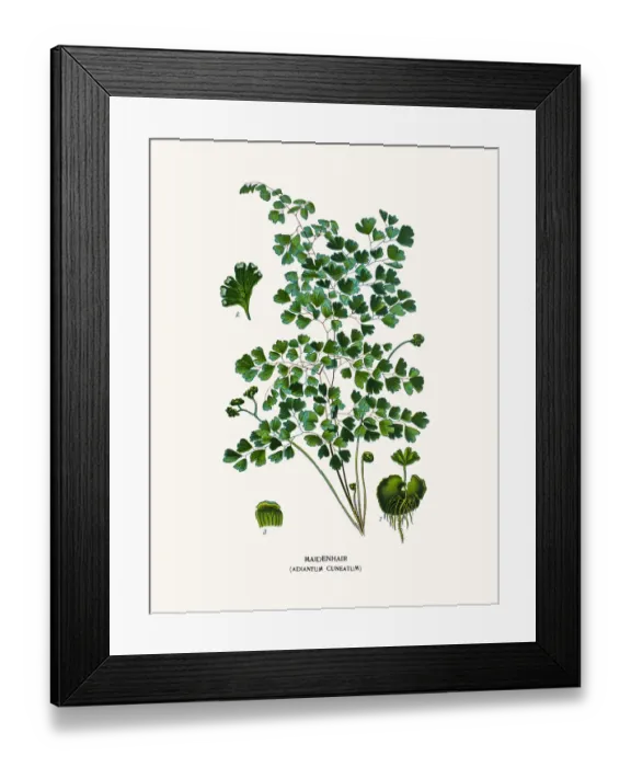 Framed Print : Maidenhair fern Framed Print : Maidenhair fern