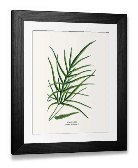 Framed Print : Spider fern Framed Print : Spider fern