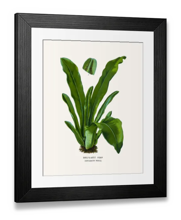 Framed Print : Bird s-nest fern Framed Print : Bird s-nest fern