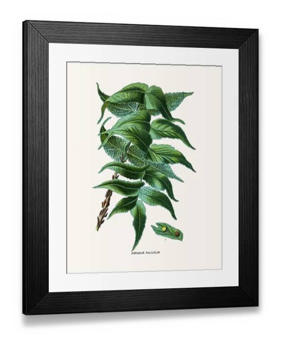 Framed Print : House holly-fern Framed Print : House holly-fern