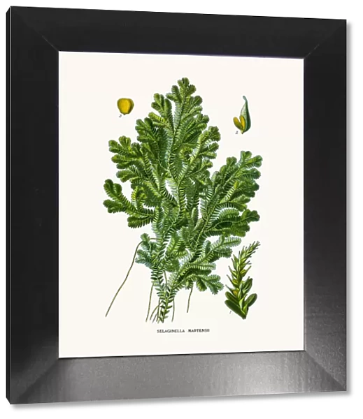moss. Photo of an original Fine Lithograph from the Favourite Flowers of