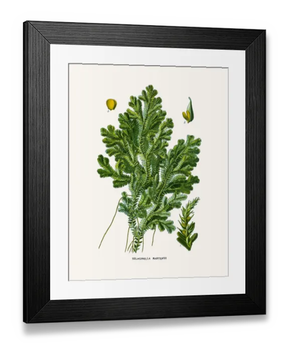 Framed Print : moss. Photo of an original Fine Lithograph from the Favourite Flowers of Garden Framed Print : moss. Photo of an original Fine Lithograph from the Favourite Flowers of Garden