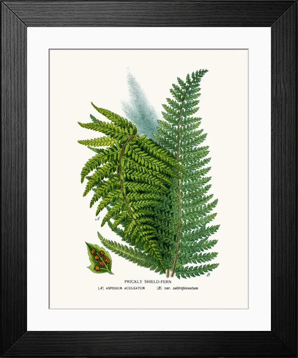 Framed Print : Shield fern Framed Print : Shield fern