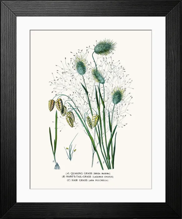 Framed Print : Quaking, Hares Tail and Hair Grasses Framed Print : Quaking, Hares Tail and Hair Grasses