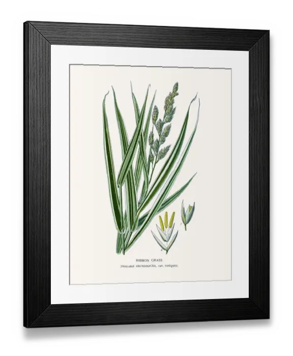 Framed Print : Ribbon grass Framed Print : Ribbon grass