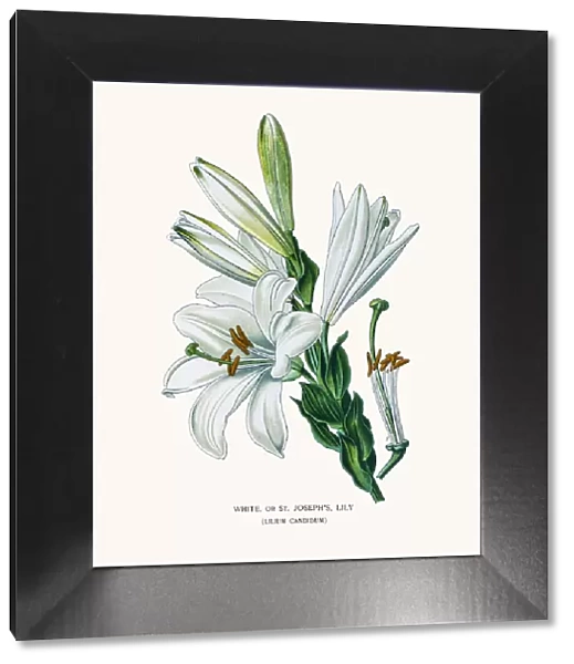 Madonna lily or White lily