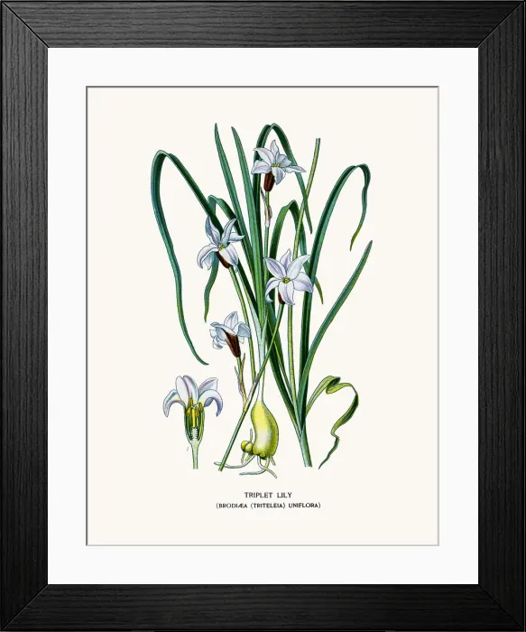 Framed Print : Triplet lily Framed Print : Triplet lily