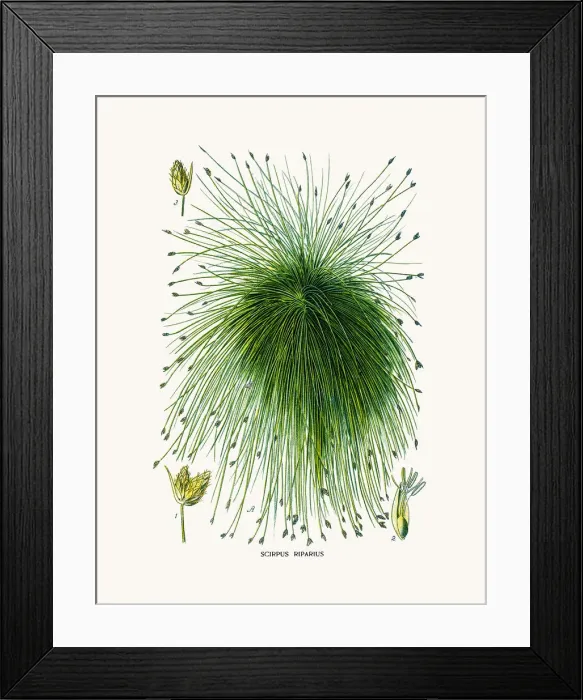 Framed Print : Papyrus house plant Framed Print : Papyrus house plant