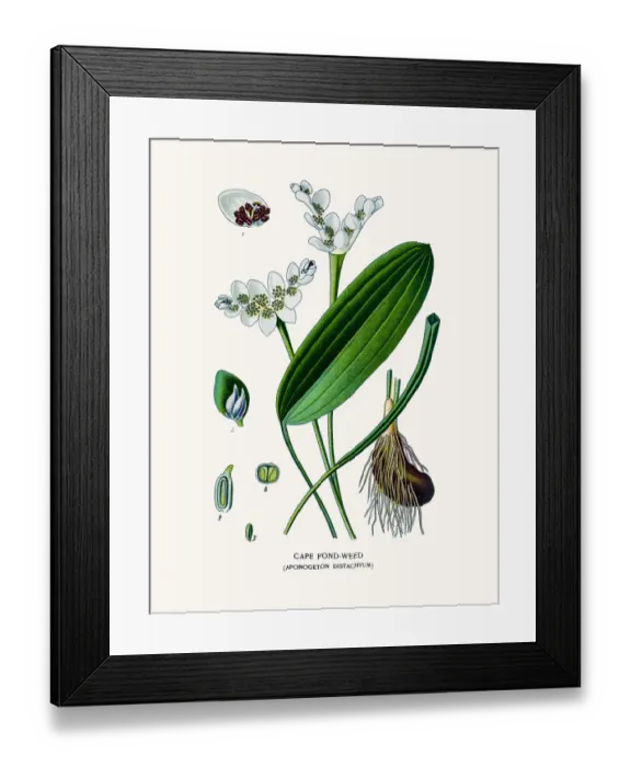 Framed Print : Cape-pondweed house plant Framed Print : Cape-pondweed house plant