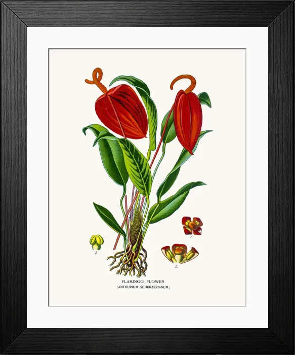Framed Print : Flamingo flower, Anthurium Framed Print : Flamingo flower, Anthurium