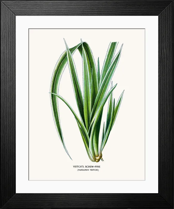 Framed Print : Tahitian screwpine Framed Print : Tahitian screwpine