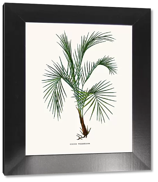 Weddells palm