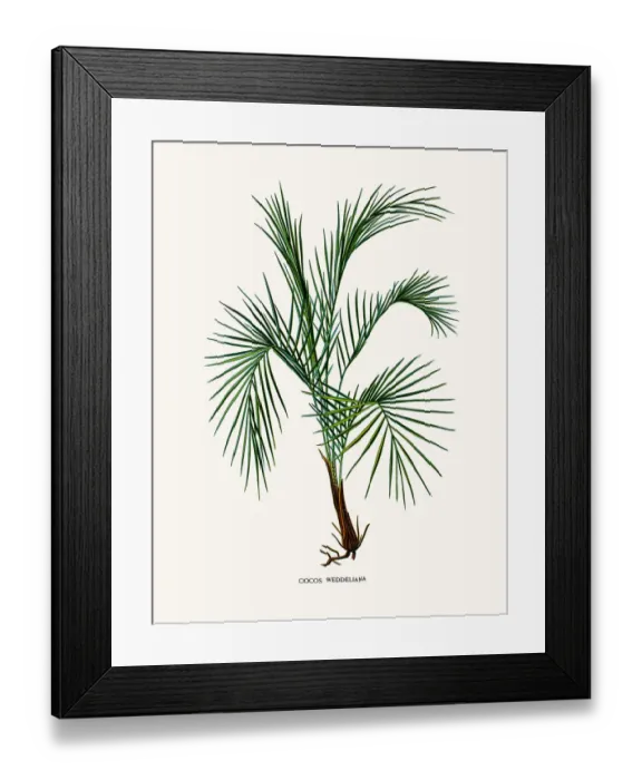Framed Print : Weddells palm Framed Print : Weddells palm