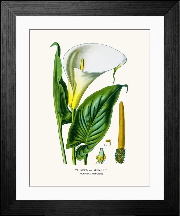 Framed Print : Calla lily