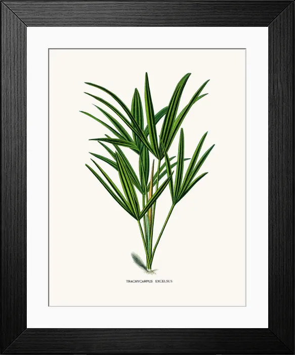 Framed Print : Trachycarpus palm Framed Print : Trachycarpus palm